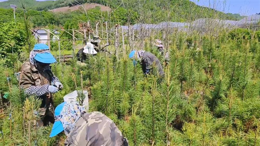 吉林森工红石林业有限公司